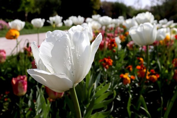 Prestige Amaryllis : Bulbes de fleurs pour un jardin éclatant